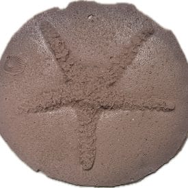 starfish concrete stamp